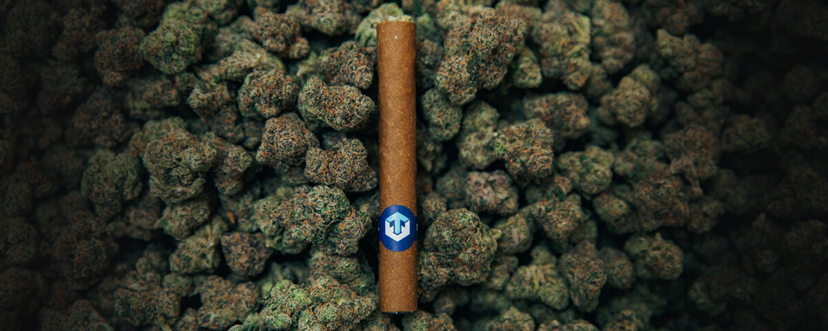 A pre-rolled cone with a glass tip rests casually on a bed of vibrant hemp flowers, inviting a relaxed and enjoyable smoking experience.