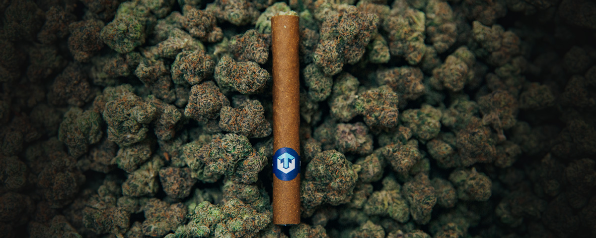 A pre-rolled cone with a glass tip rests casually on a bed of vibrant hemp flowers, inviting a relaxed and enjoyable smoking experience.
