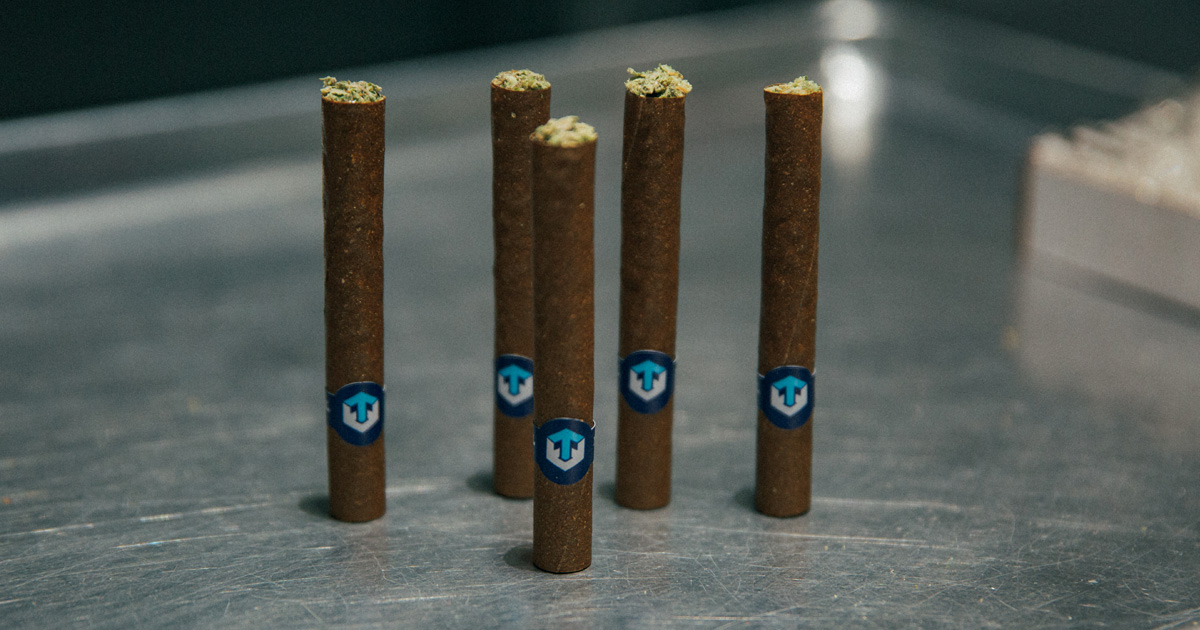  Meticulously crafted hemp-wrapped blunts stand upright, showcasing their perfect form and inviting anticipation for a smooth, satisfying smoke.